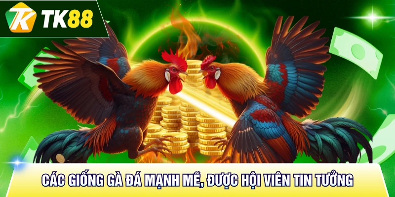 Các giống gà đá mạnh mẽ, được hội viên tin tưởng